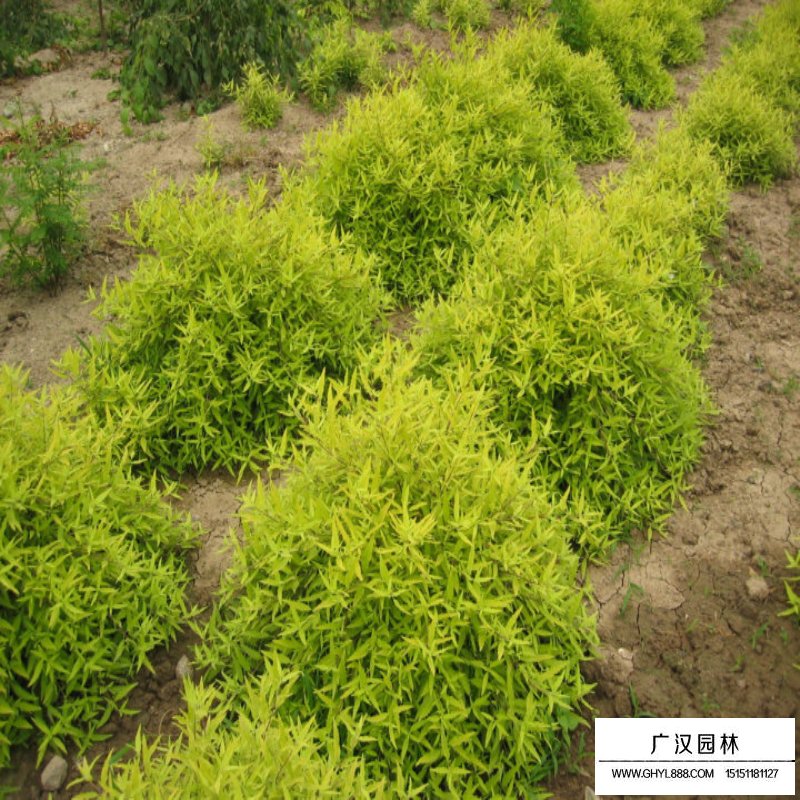 金葉蕕產地