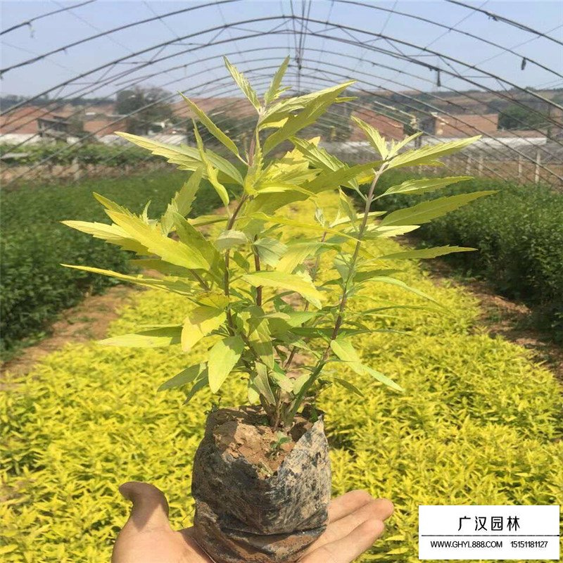 金葉蕕產地