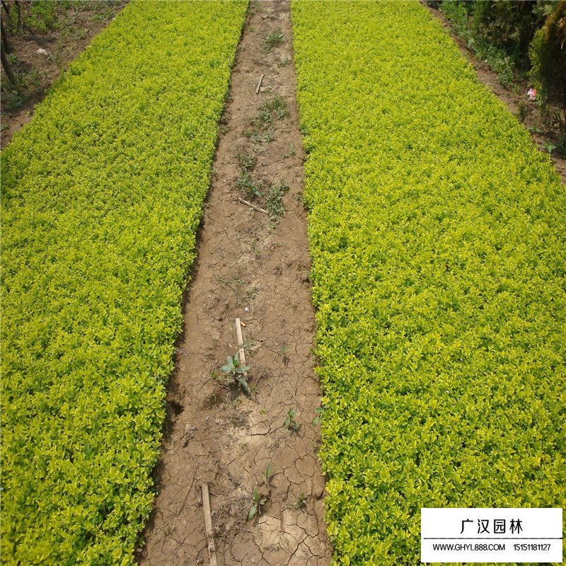 金葉蕕產地