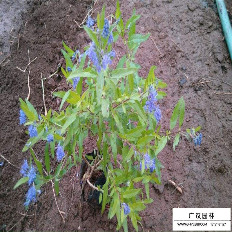 金葉蕕產地