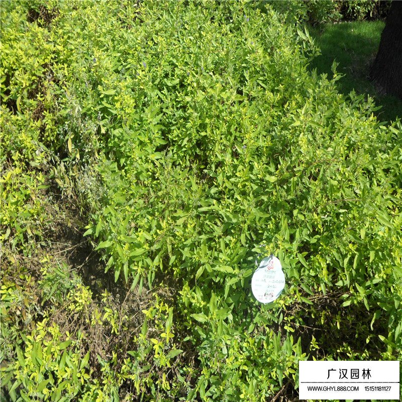 金葉蕕產地