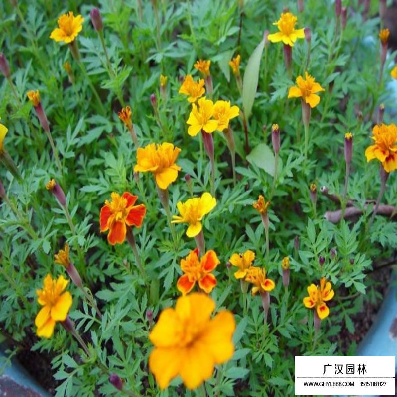 孔雀草產地