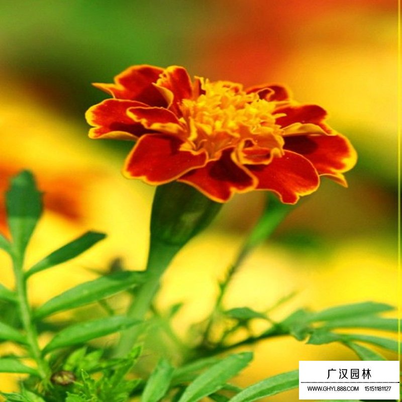 孔雀草產地