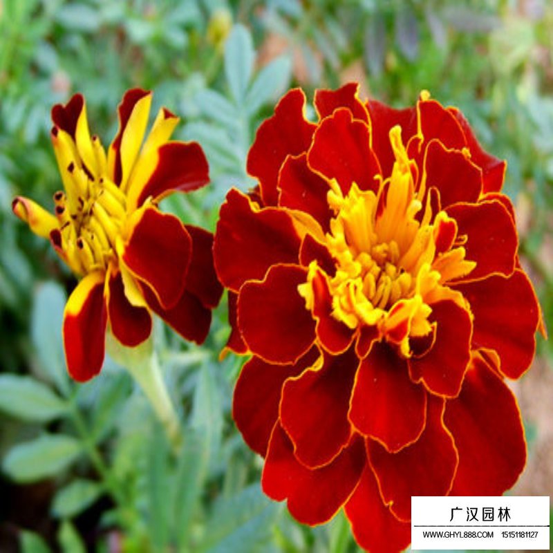 孔雀草產地