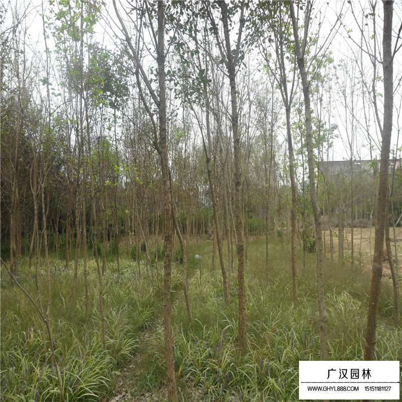 流蘇樹價格