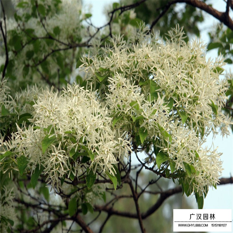 流蘇樹價格