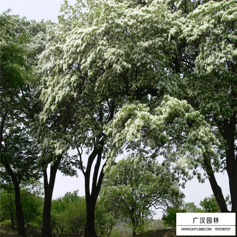 流蘇樹價格