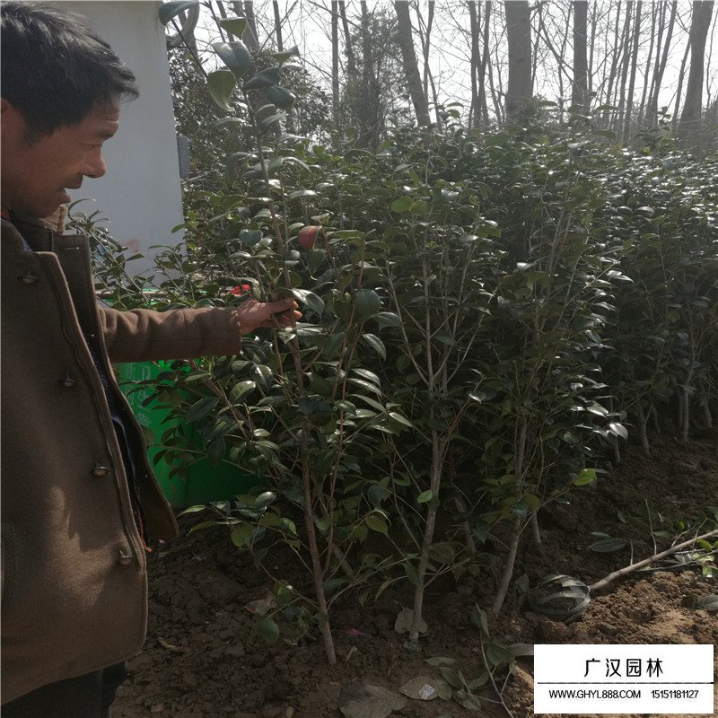 耐冬價格