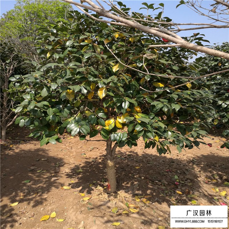 耐冬價格