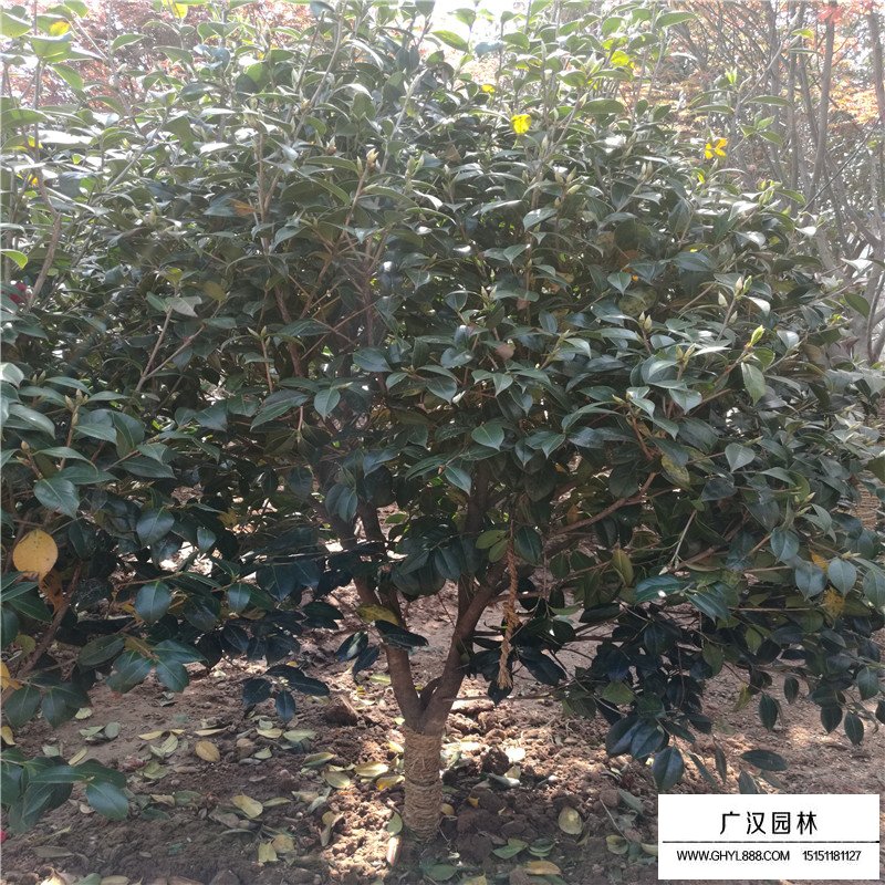 耐冬價格