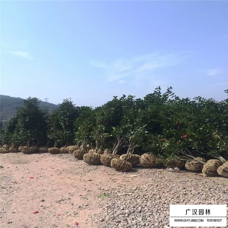 耐冬價格
