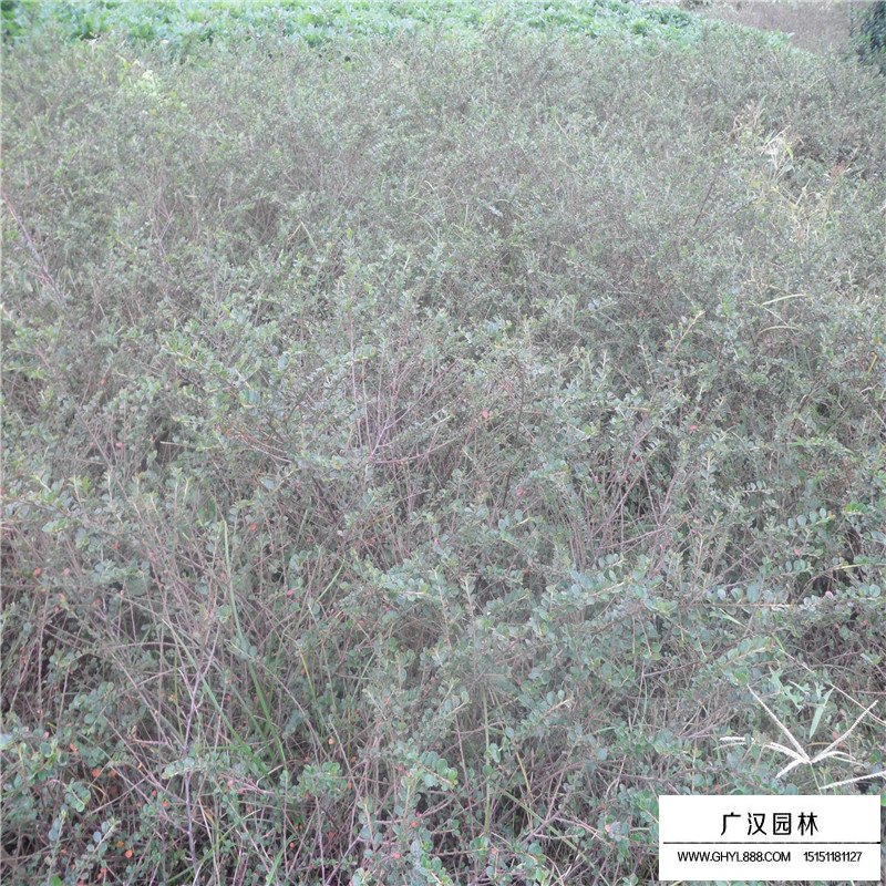 平枝栒子產地