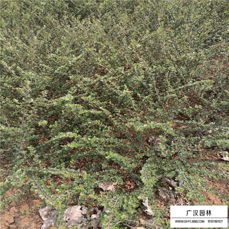 平枝栒子產地