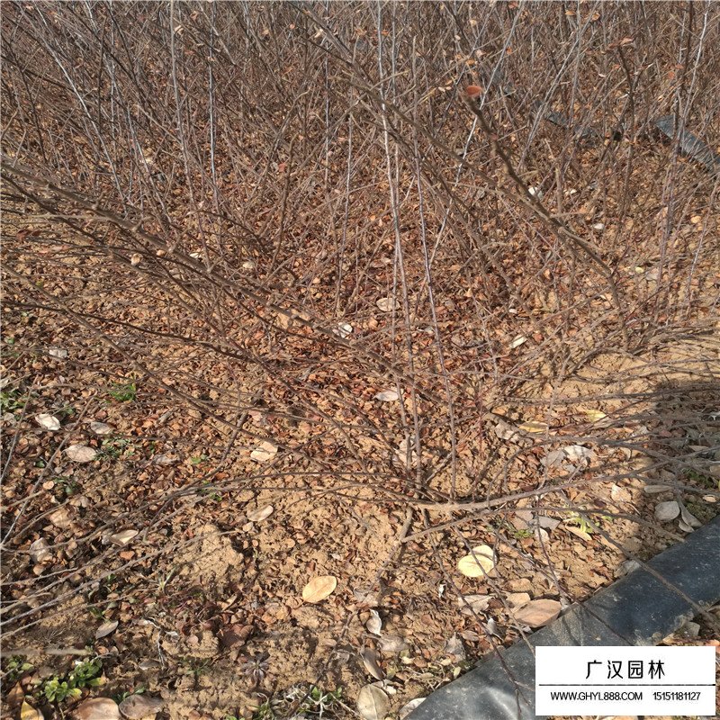 平枝栒子產地