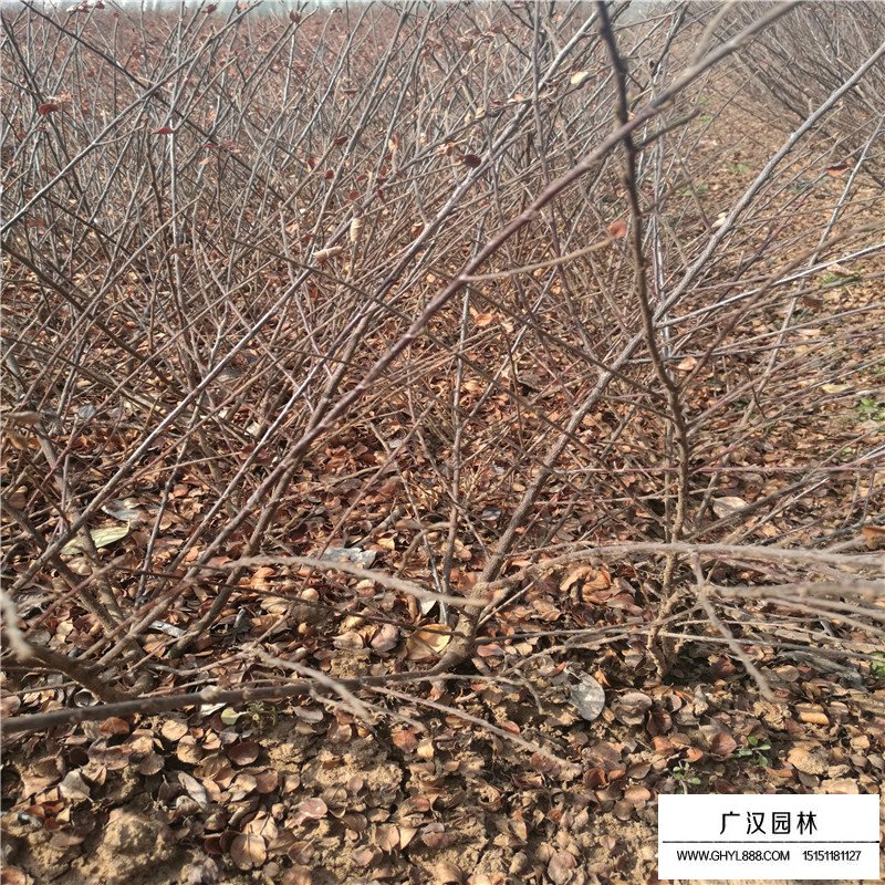 平枝栒子產地