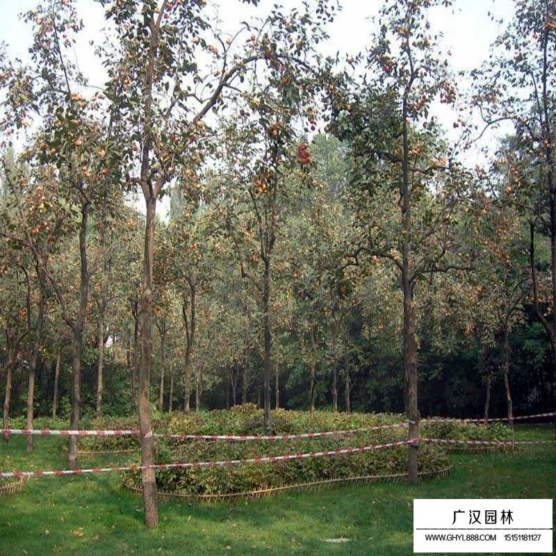 柿子樹價格