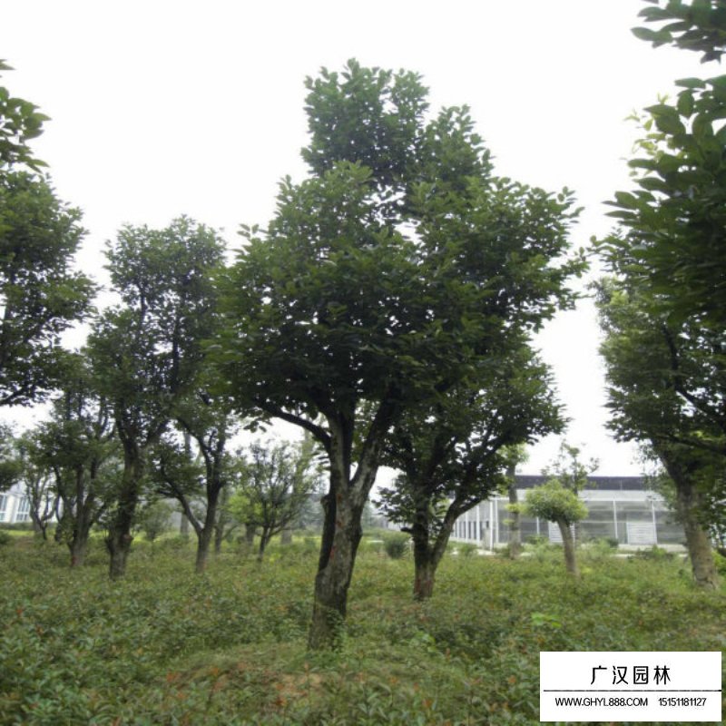 柿子樹價格