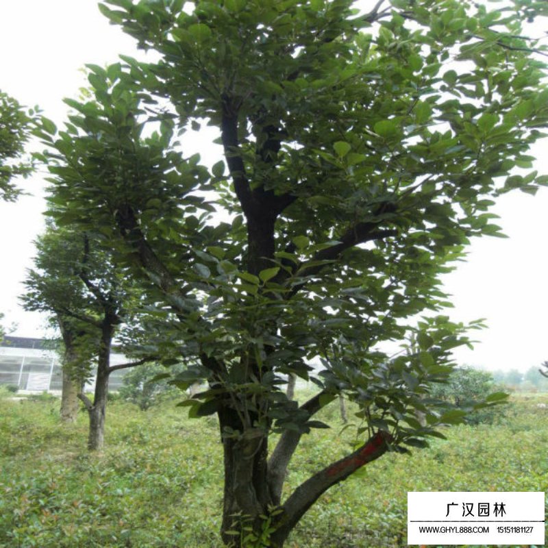 柿子樹價格