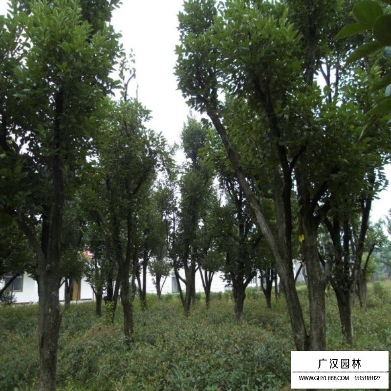 柿子樹價格