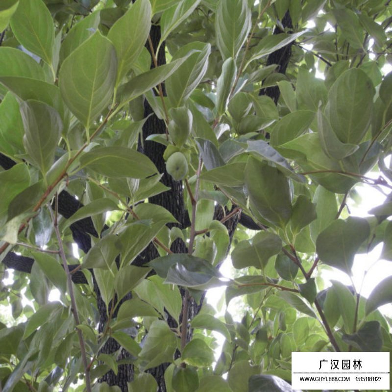 柿子樹價格
