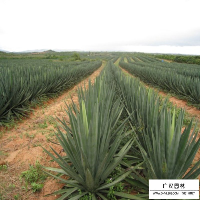 絲蘭價格