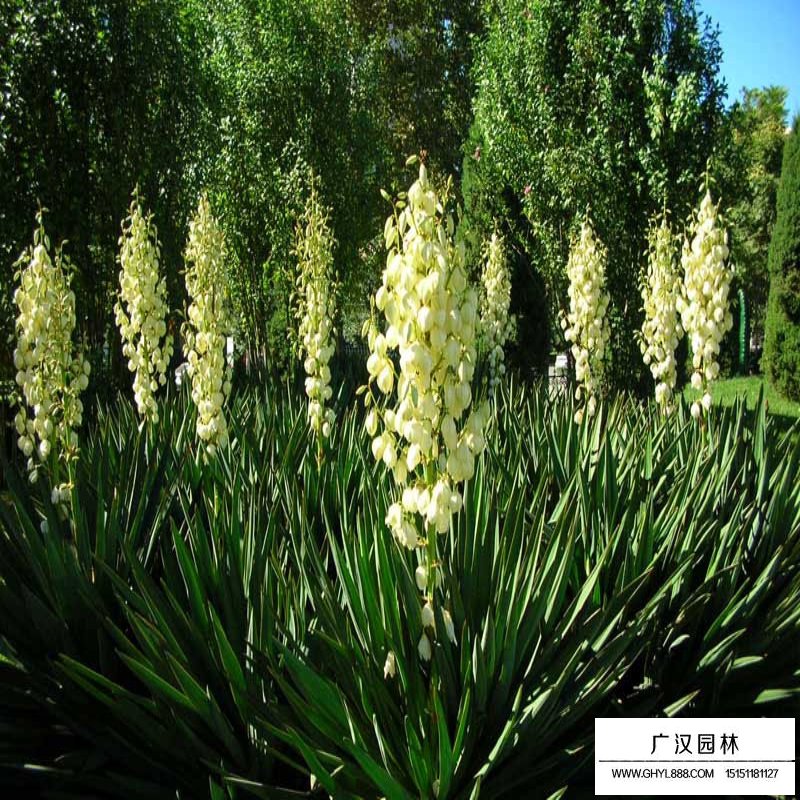 絲蘭價格