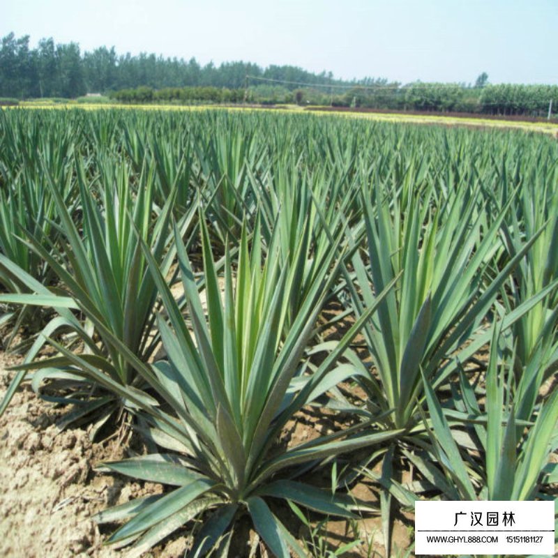 絲蘭價格