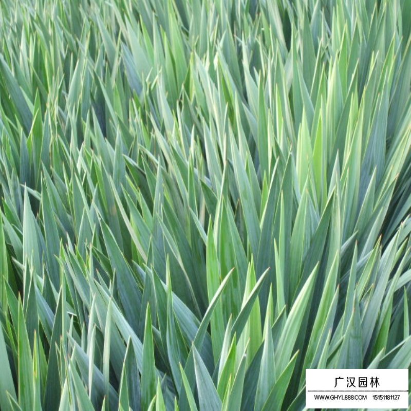 絲蘭價格