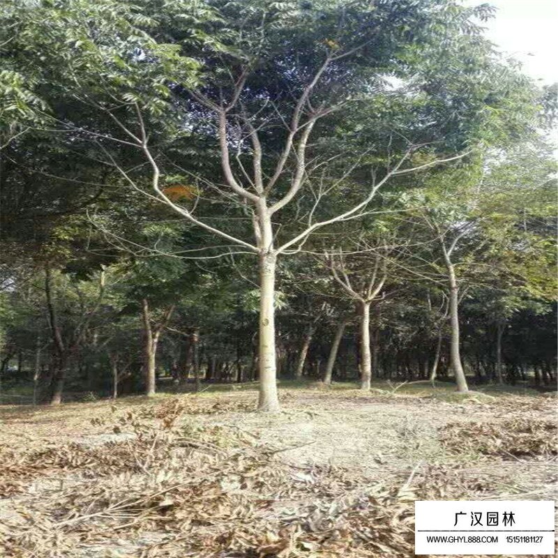 無患子產地