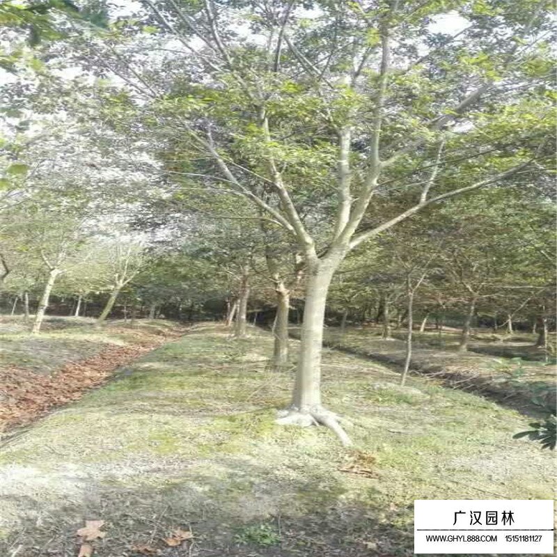 無患子產地