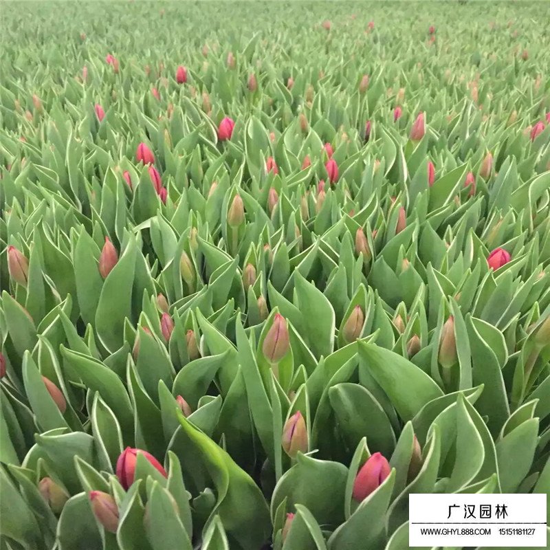 郁金香價格