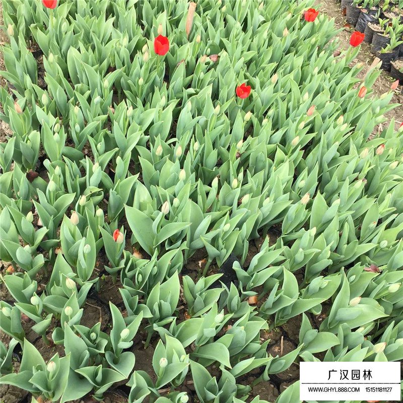 郁金香價格