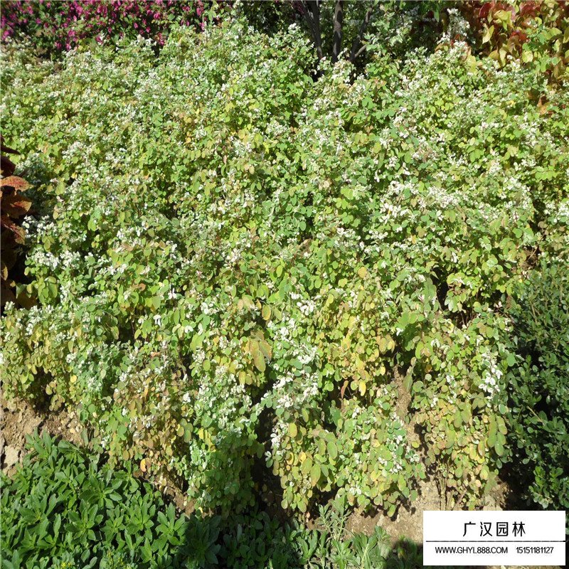 珍珠梅價格