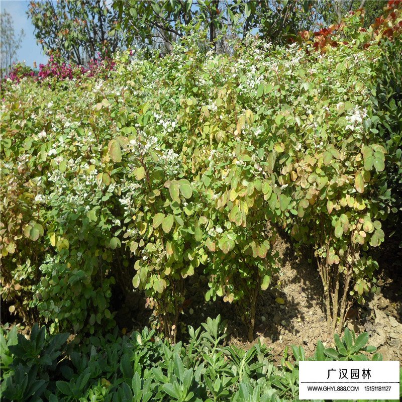 珍珠梅價格