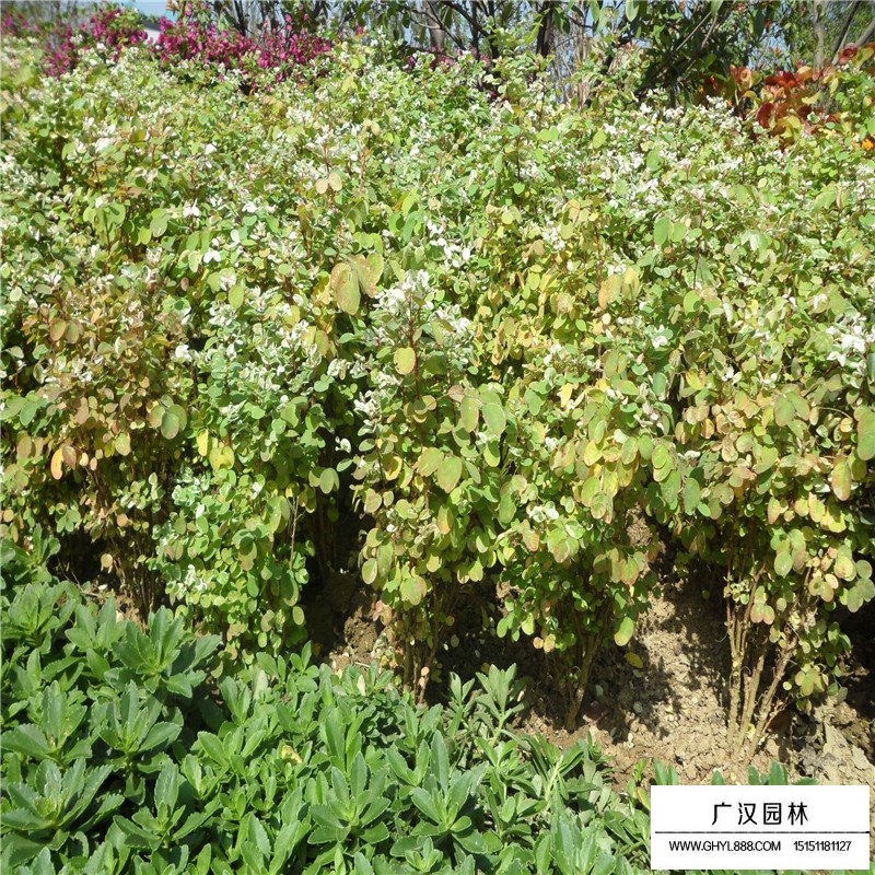 珍珠梅價格