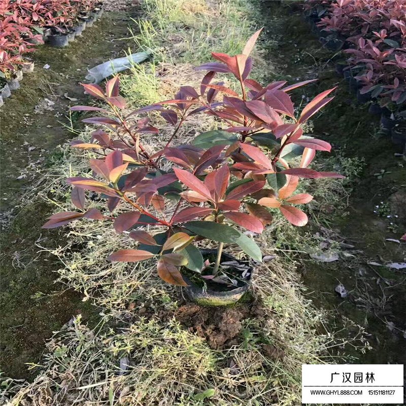 紅葉石楠價格