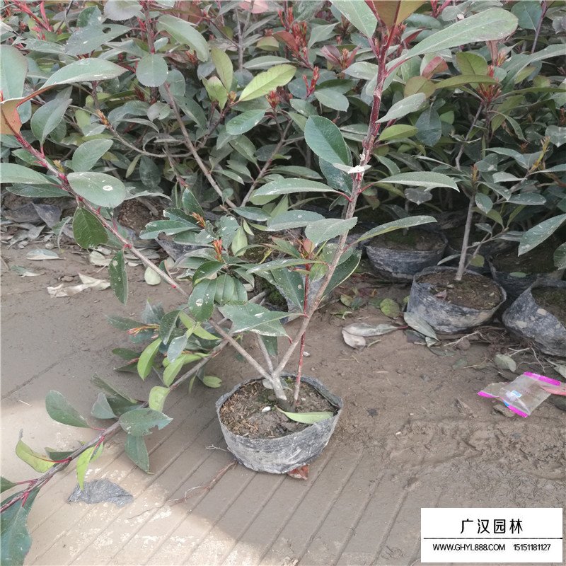 紅葉石楠價格