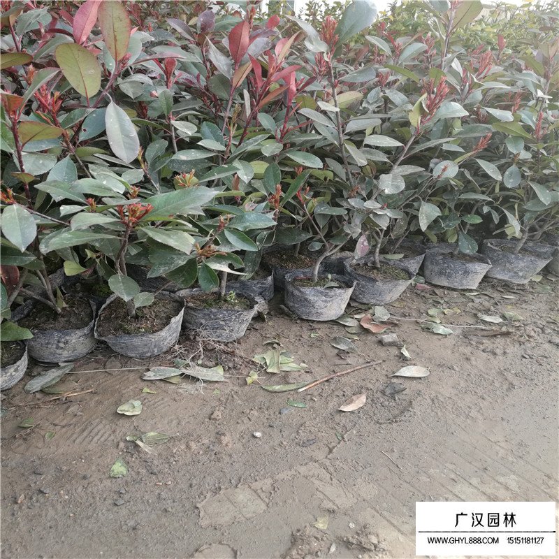 紅葉石楠價格
