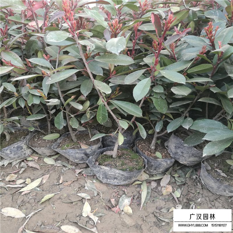 紅葉石楠價格