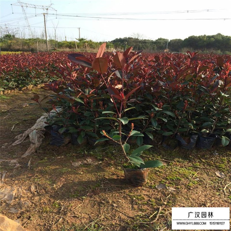 紅葉石楠的最新市場價(圖6)