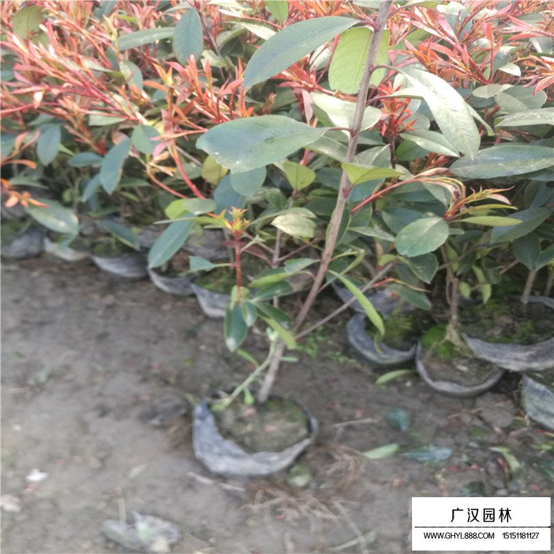 紅葉石楠的最新市場價(圖7)