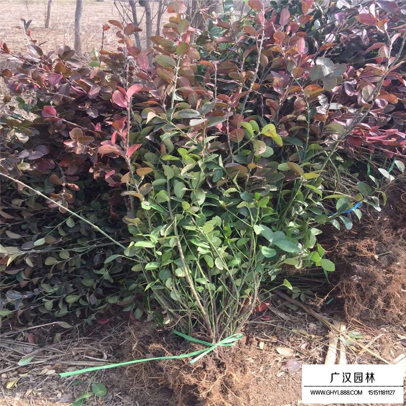 膠東衛矛產地