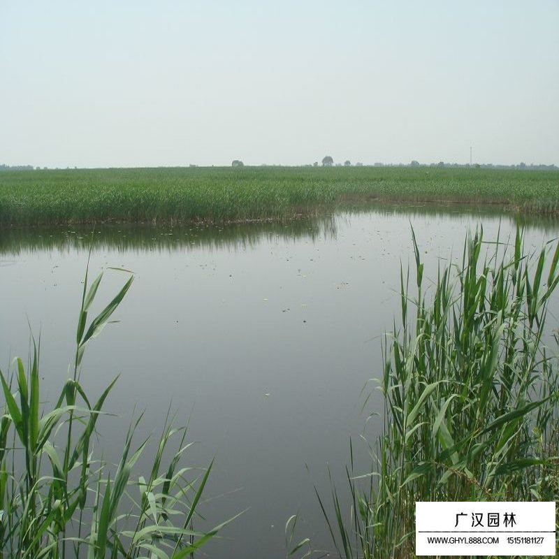 蘆葦產地