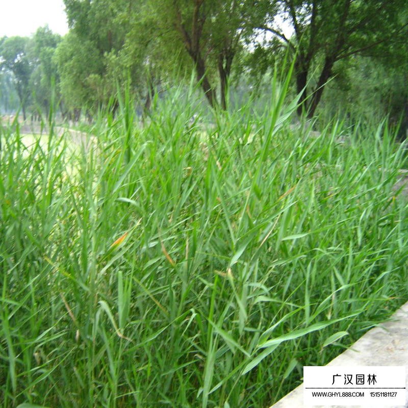 蘆葦產地