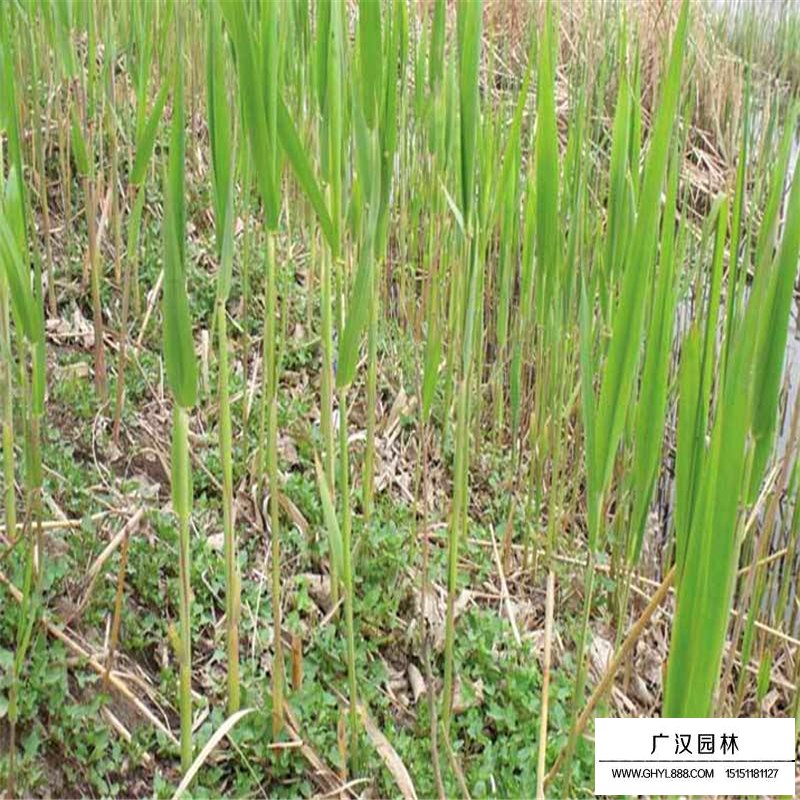 蘆葦產地