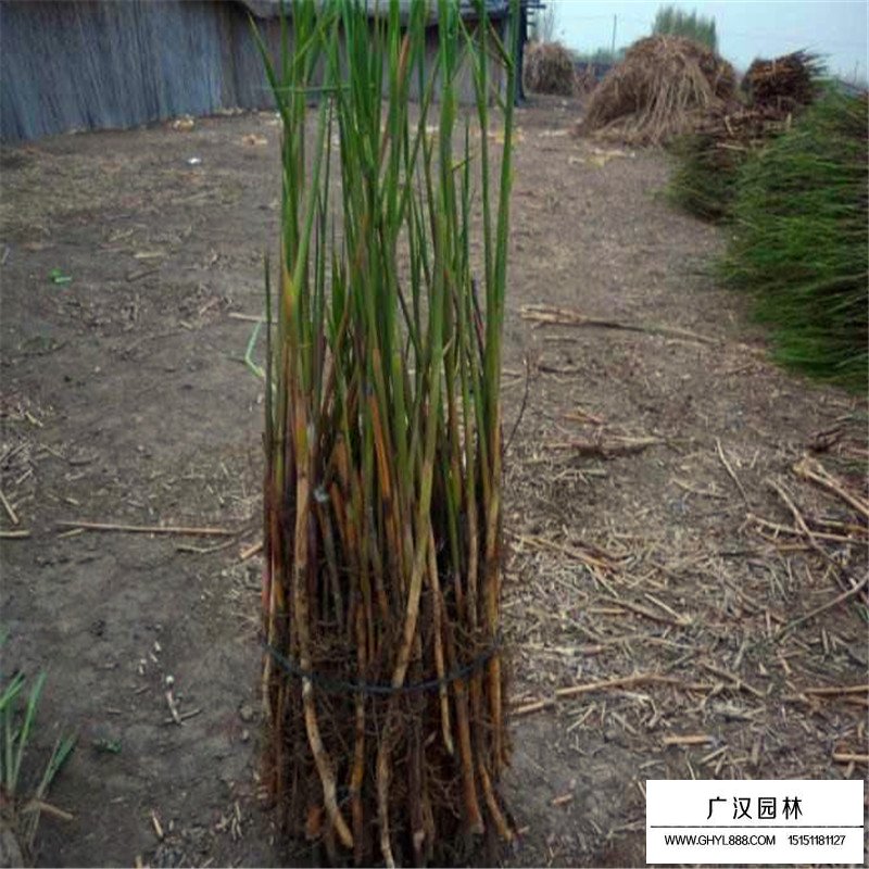 蘆葦產地