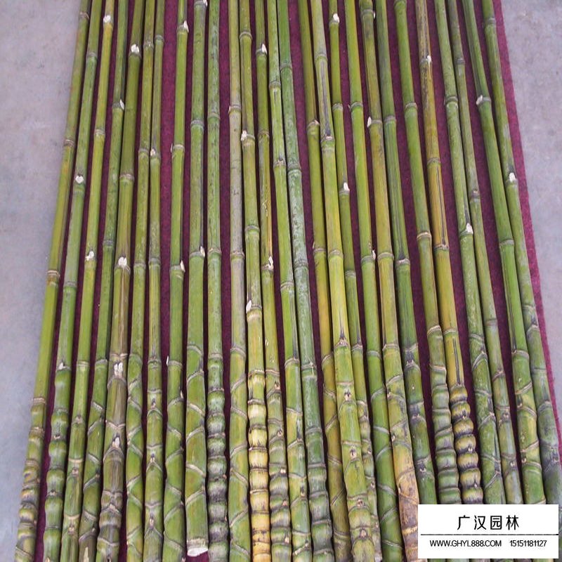 羅漢竹產地