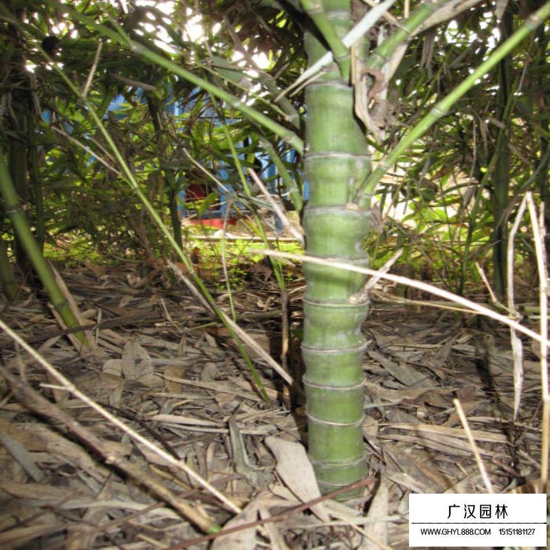 羅漢竹產地