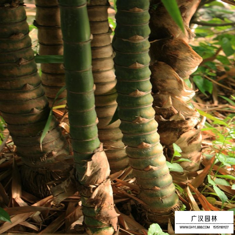 羅漢竹產地