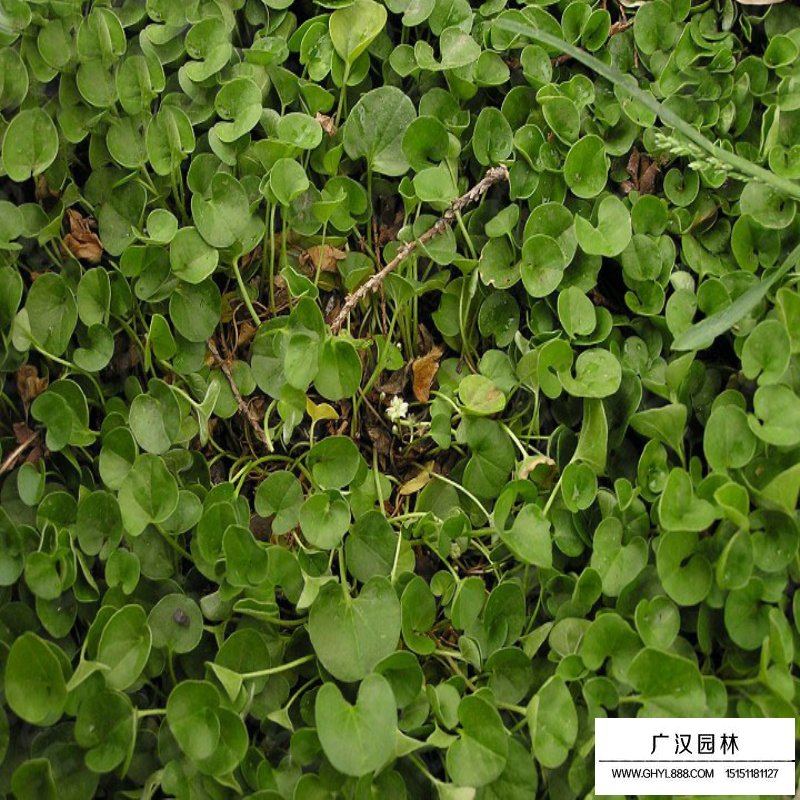 馬蹄筋的價格